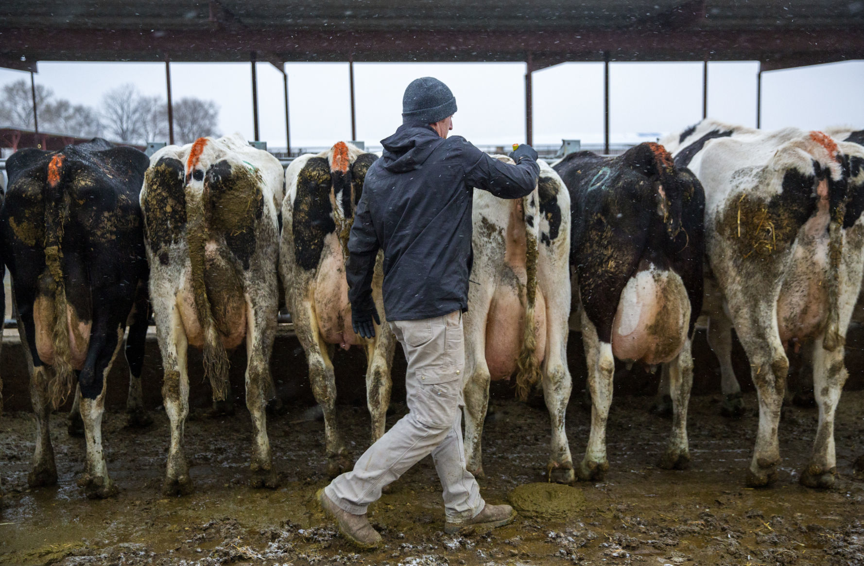 Michael Brubaker cares for his cows